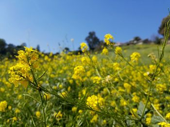 Close-up of yellow flowers in field