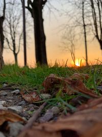 Surface level of trees on field against sky at sunset