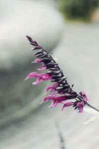 Close-up of pink flowering plant