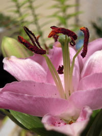 Close-up of pink flowering plant