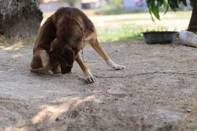 Dog on footpath