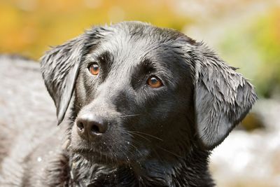 Close-up of wet black labrador looking away