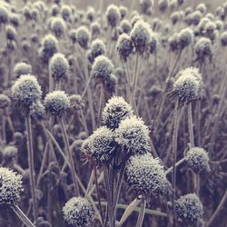 Close-up of thistle cactus against sky