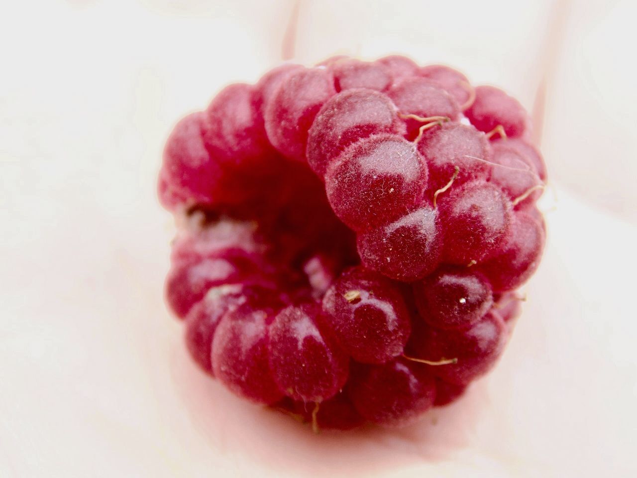 red, freshness, indoors, food and drink, close-up, strawberry, food, fruit, sweet food, rose - flower, pink color, still life, raspberry, flower, white background, no people, selective focus, focus on foreground, dessert, studio shot