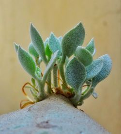 Close-up of cactus