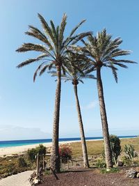 Palm trees on beach against sky