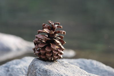 Close-up of pine cone on rock