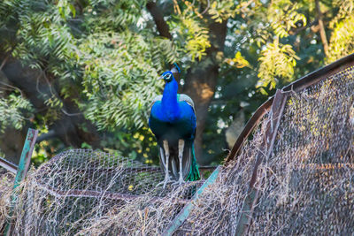 Standing peacock looking left hand side