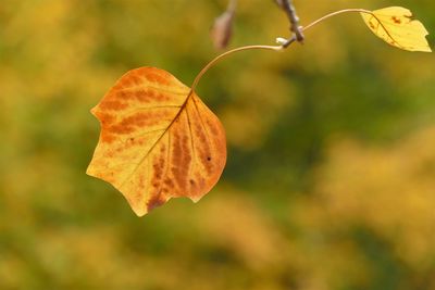 Close-up of yellow maple leaf on tree