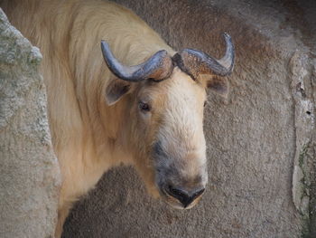 Close-up of horse