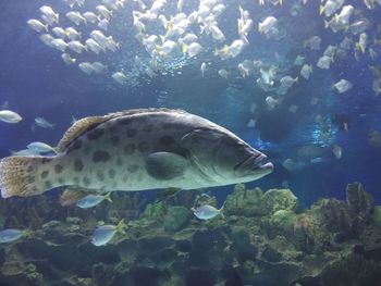 Fish swimming in sea