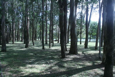 Trees in forest