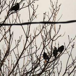 Low angle view of silhouette birds perching on bare tree against sky