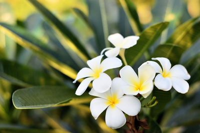 Close-up of white flowers