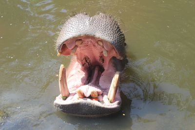 High angle view of turtle in lake