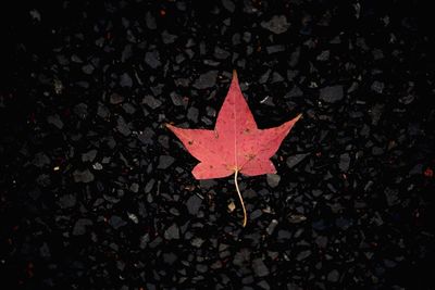 High angle view of maple leaves on street