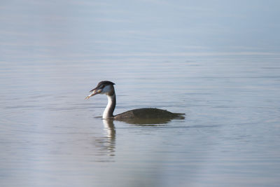 Duck swimming in lake