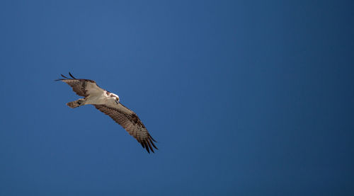 Osprey spreads its wings to fly across a blue sky.