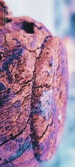Close-up of leaf on tree trunk