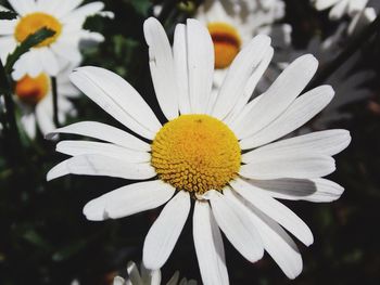 Close-up of yellow flower blooming outdoors