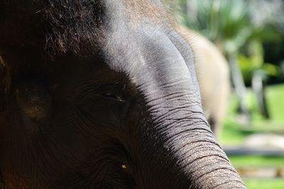 Close-up of elephant