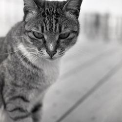 Close-up portrait of cat