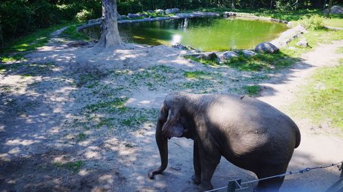 High angle view of elephant in lake