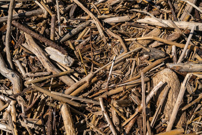 Full frame shot of dry leaves on field