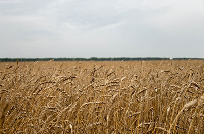 Agricultural field of golden wheat