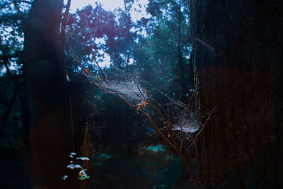 Close-up of tree trunk in forest