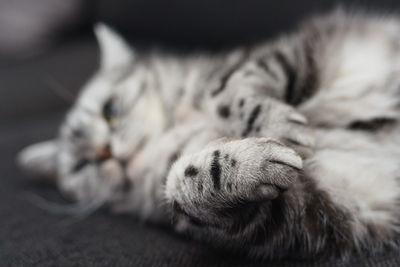 Close-up of cat sleeping