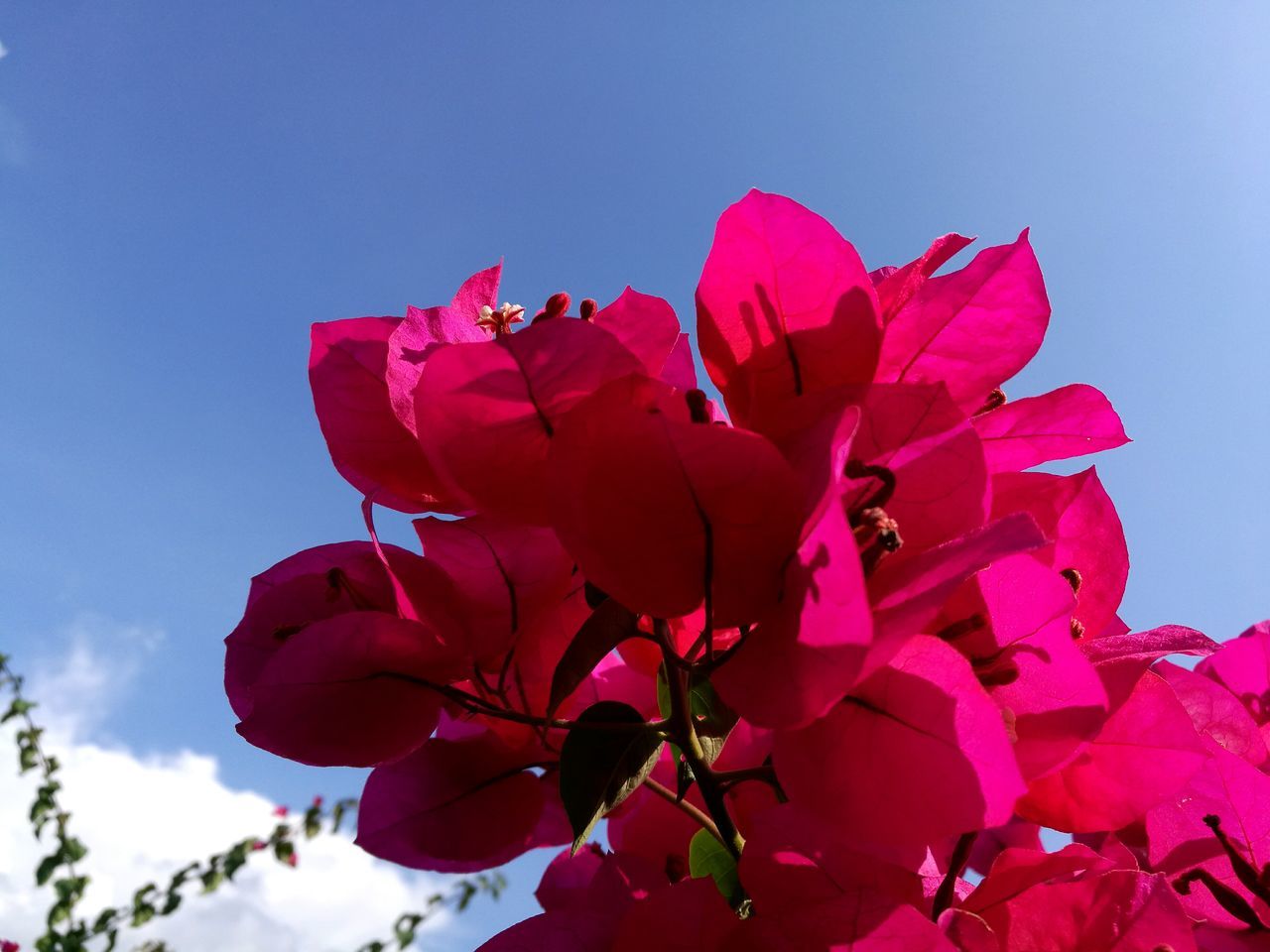 flower, nature, beauty in nature, red, fragility, growth, petal, pink color, sky, freshness, no people, close-up, flower head, outdoors, low angle view, day, bougainvillea, rhododendron, maroon