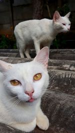 Close-up of a cat