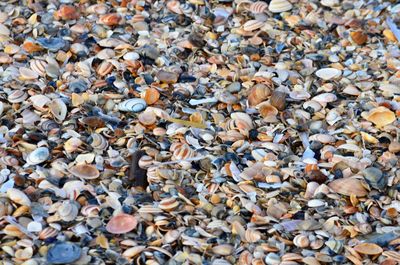 High angle view of shells on beach