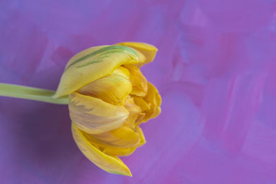 Close-up of yellow flower against blue background