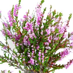 Close-up of purple flowers