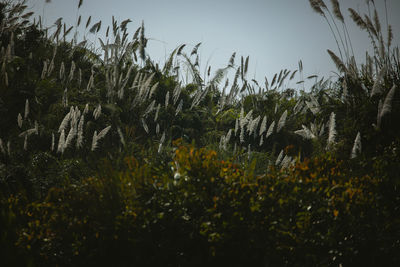 Plants growing on field against sky