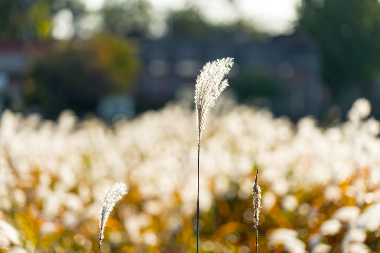 CLOSE-UP OF FLOWERING PLANTS ON LAND