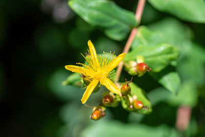 Close-up of yellow flowering plant