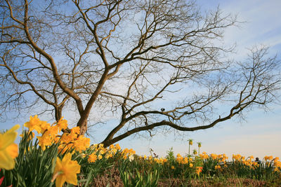 Low angle view of flowering plants on field against sky