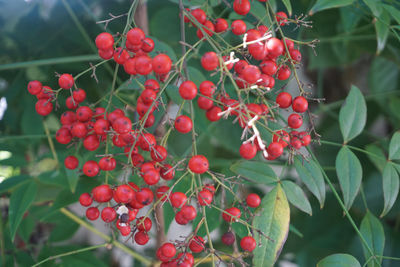 Close-up of red berries on tree