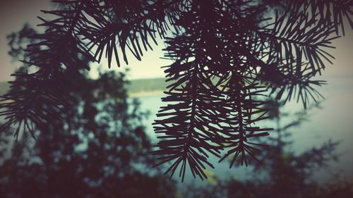 Low angle view of tree against sky