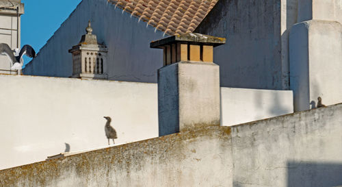 Bird perching on wall of building