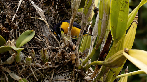 Close-up of bird nest