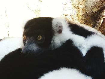 Close-up of a cat