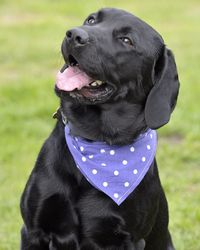 Black labrador retriever with scarf in park