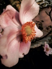 Close-up of pink hibiscus blooming outdoors