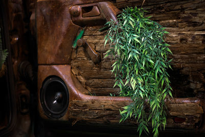 Close-up of leaves on wooden car door