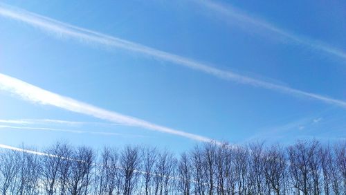 Low angle view of trees against blue sky