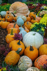 Close-up of pumpkins in market during autumn